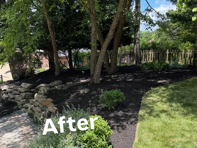 Wooded landscape area beside a stone wall after cleanup and mulching